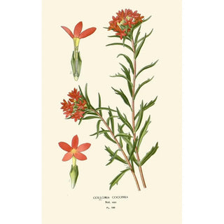 Edward Step - Collomia Coccinea.webp