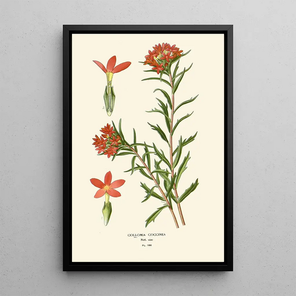 Scarlet Collomie Painting - Edward Step — framed artwork on a wall