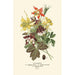Ancolies - Edward Step — artwork view