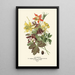 Ancolies - Edward Step — framed artwork on a wall