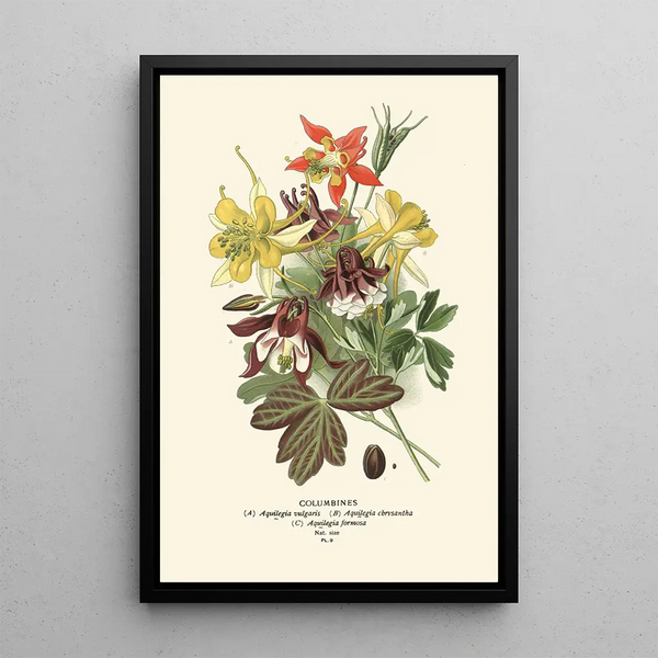 Ancolies - Edward Step — framed artwork on a wall