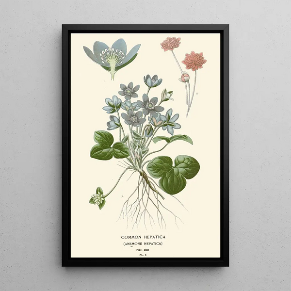 Reproduction of the painting Hepatic Common Painting - Edward Step