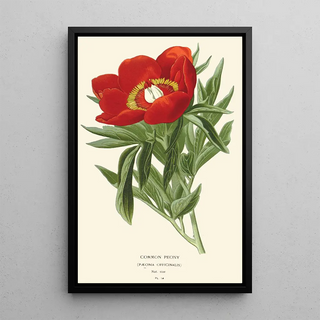 Peony painting - Edward Step — framed artwork on a wall