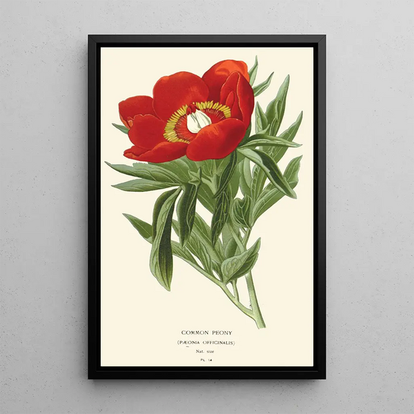 Peony painting - Edward Step — framed artwork on a wall