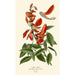 Coral Tree Painting - Edward Step — artwork view