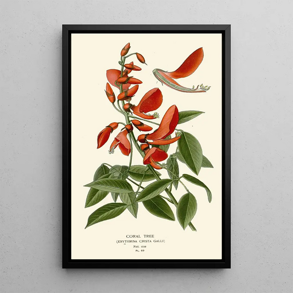 Coral Tree Painting - Edward Step — framed artwork on a wall
