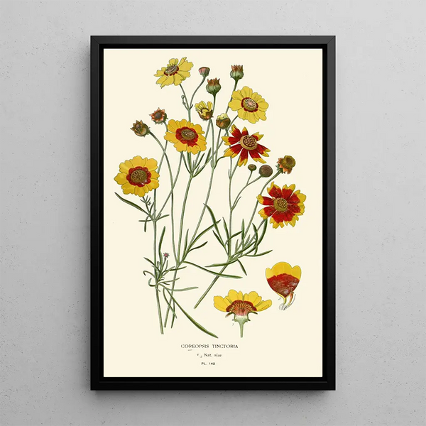 Reproduction of the painting Coréopsis tinctorial - Edward Step