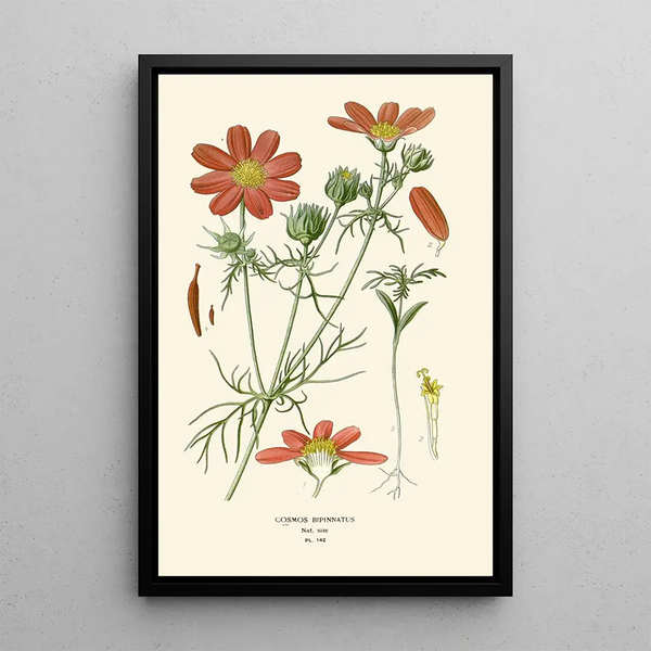 Reproduction of the painting Cosmos bipenné - Edward Step