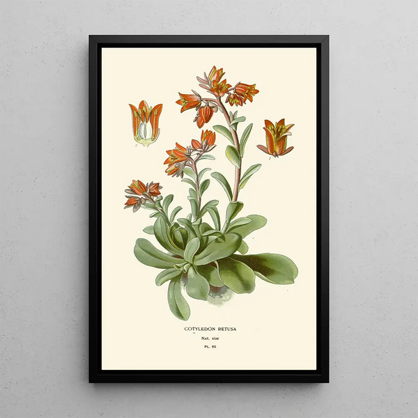 Reproduction of the painting Cotyledon retus - Edward Step