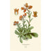 Reproduction of the painting Cotyledon retus - Edward Step