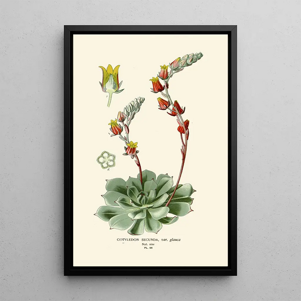 Cotyledon secunda - Edward Step — framed artwork on a wall