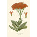 Crassula falcata painting - Edward Step — artwork view
