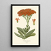Crassula falcata painting - Edward Step — framed artwork on a wall