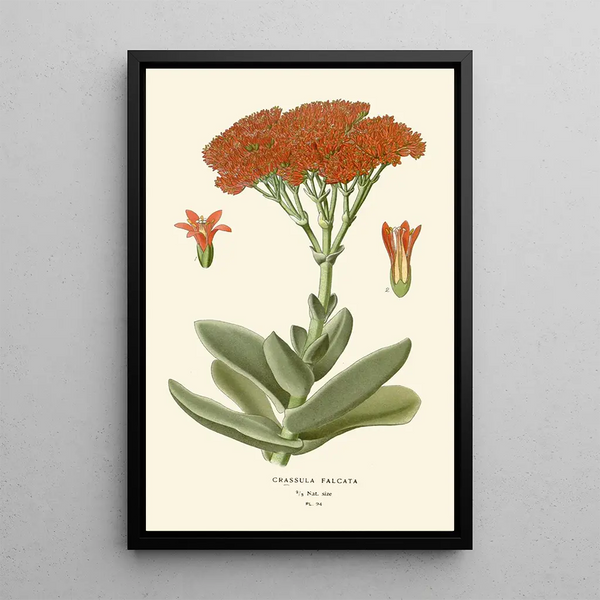 Crassula falcata painting - Edward Step — framed artwork on a wall