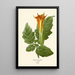 Reproduction of the painting Datura sanguinea - Edward Step