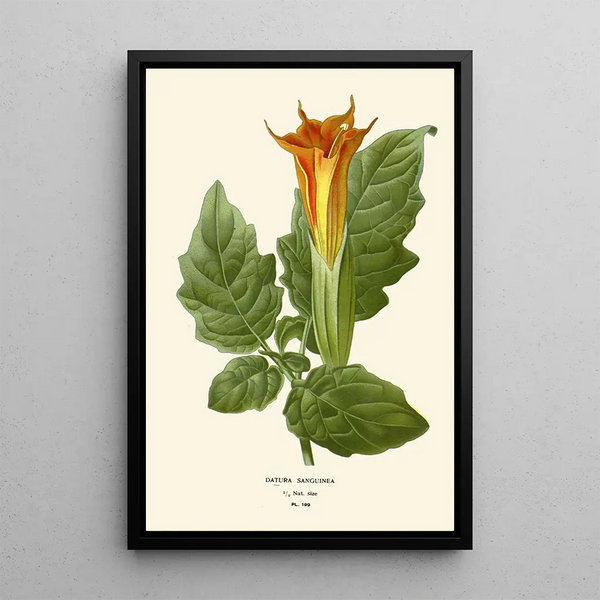 Reproduction of the painting Datura sanguinea - Edward Step