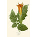 Reproduction of the painting Datura sanguinea - Edward Step