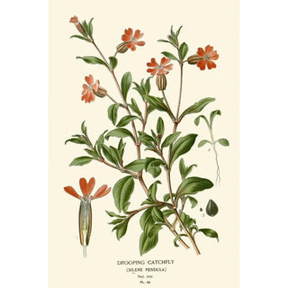 Silène penché - Edward Step — artwork view