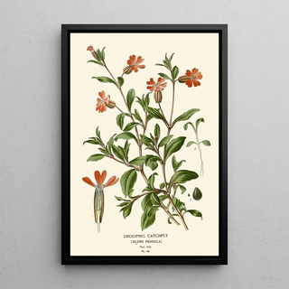 Silène penché - Edward Step — framed artwork on a wall