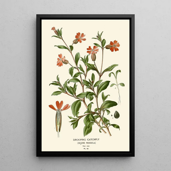 Silène penché - Edward Step — framed artwork on a wall