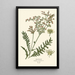 Reproduction of the painting Queen of the Meadows - Edward Step