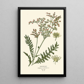 Reproduction of the painting Queen of the Meadows - Edward Step