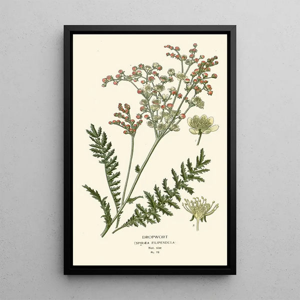 Reproduction of the painting Queen of the Meadows - Edward Step