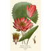 Egyptian Water Lily Painting - Edward Step — artwork view
