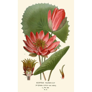 Egyptian Water Lily Painting - Edward Step — artwork view