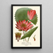 Egyptian Water Lily Painting - Edward Step — framed artwork on a wall