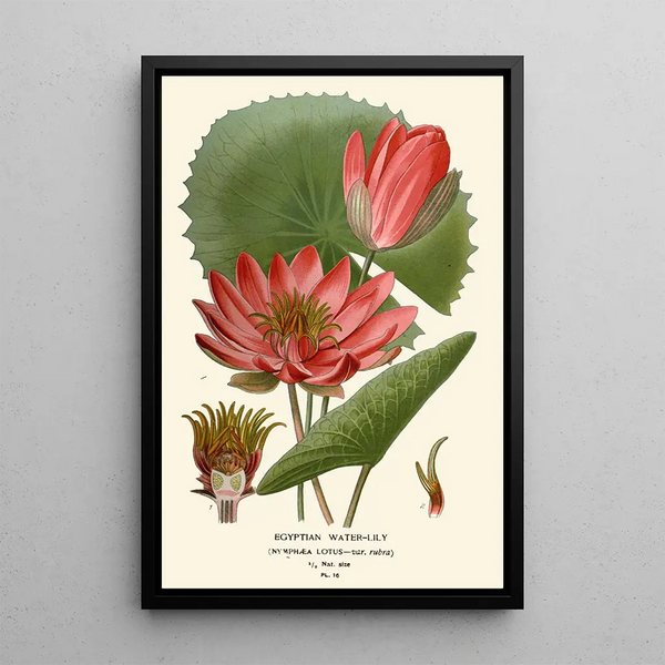 Egyptian Water Lily Painting - Edward Step — framed artwork on a wall