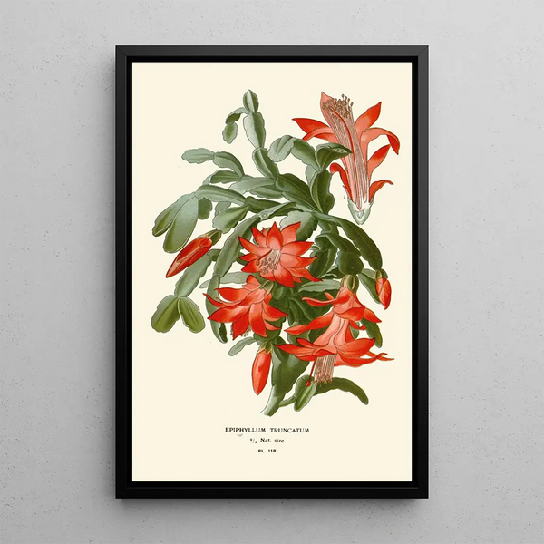 Reproduction of the painting Epiphyllum truncatum painting - Edward Step