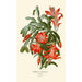 Reproduction of the painting Epiphyllum truncatum painting - Edward Step