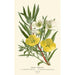 Reproduction of the painting Onagres Painting - Edward Step