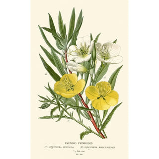 Reproduction of the painting Onagres Painting - Edward Step
