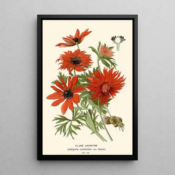 Reproduction of the painting Anemone flamboyante - Edward Step