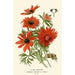 Reproduction of the painting Anemone flamboyante - Edward Step