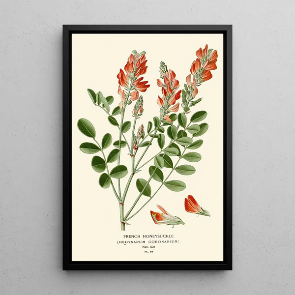 Reproduction of the painting Sainfoin Painting - Edward Step