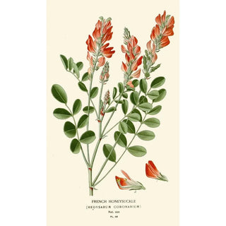 Reproduction of the painting Sainfoin Painting - Edward Step