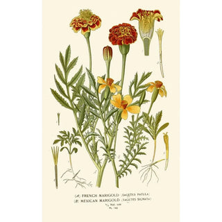 Indian Carnation French and Mexican - Edward Step — artwork view