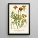 Indian Carnation French and Mexican - Edward Step — framed artwork on a wall