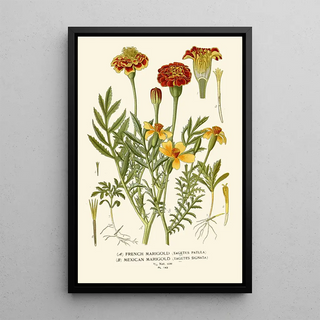 Indian Carnation French and Mexican - Edward Step — framed artwork on a wall