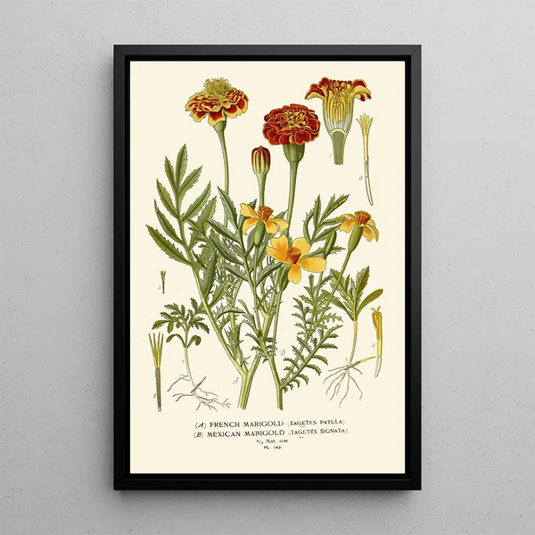 Indian Carnation French and Mexican - Edward Step — framed artwork on a wall