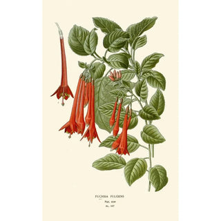 Fuchsia fulgens - Edward Step — artwork view