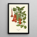 Fuchsia fulgens - Edward Step — framed artwork on a wall