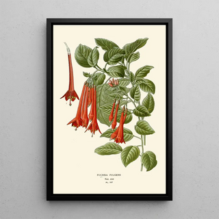 Fuchsia fulgens - Edward Step — framed artwork on a wall