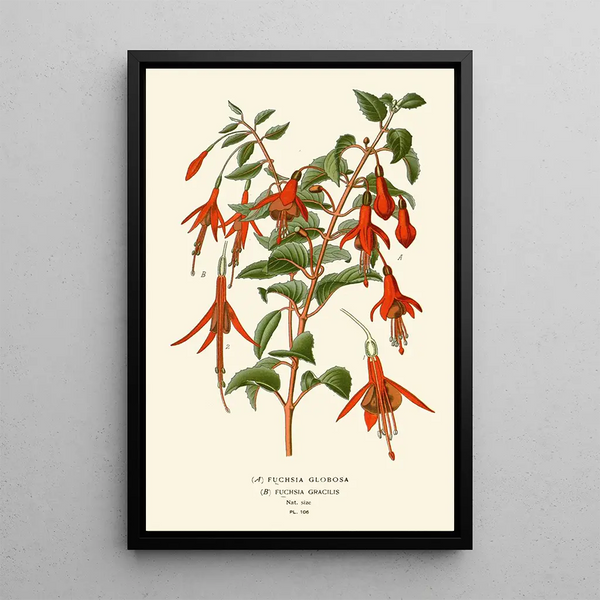 Reproduction of the painting Fuchsia globosa and gracilis - Edward Step