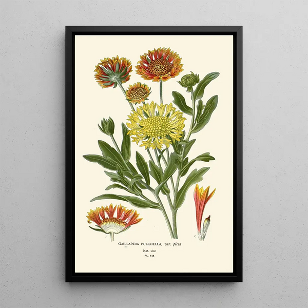 Reproduction of the painting Elegant Gaillarde Painting - Edward Step