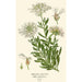 Reproduction of the painting Gibraltar Iberis Painting - Edward Step