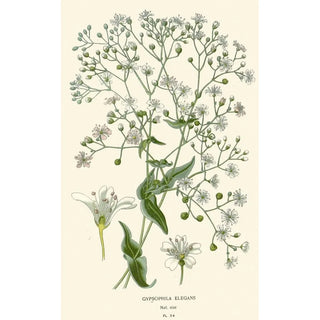 Elegant Gypsophile Painting - Edward Step — artwork view